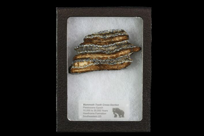 Mammoth Molar Slice With Case - South Carolina #95281